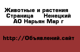  Животные и растения - Страница 4 . Ненецкий АО,Нарьян-Мар г.